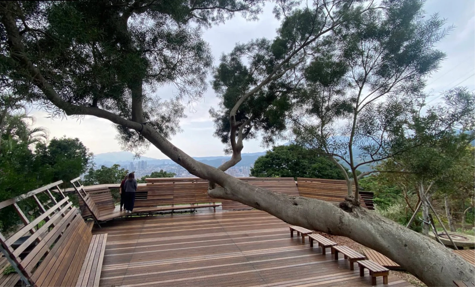 The boardwalk: a wooden deck with built-in benches and low stools, a large tree leaning across it, and the Taipei skyline and hills beyond